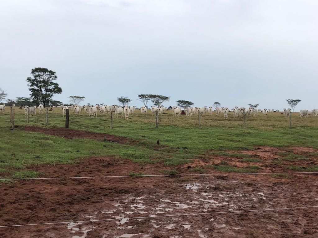 Rural no Zona Rural em Amambaí/MS — foto 10