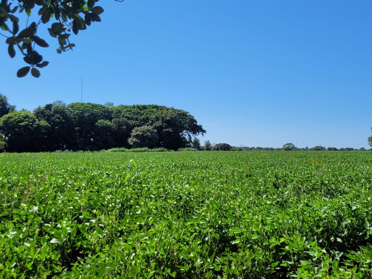 Rural no Parte Chácara 161 em Dourados/MS — foto 5