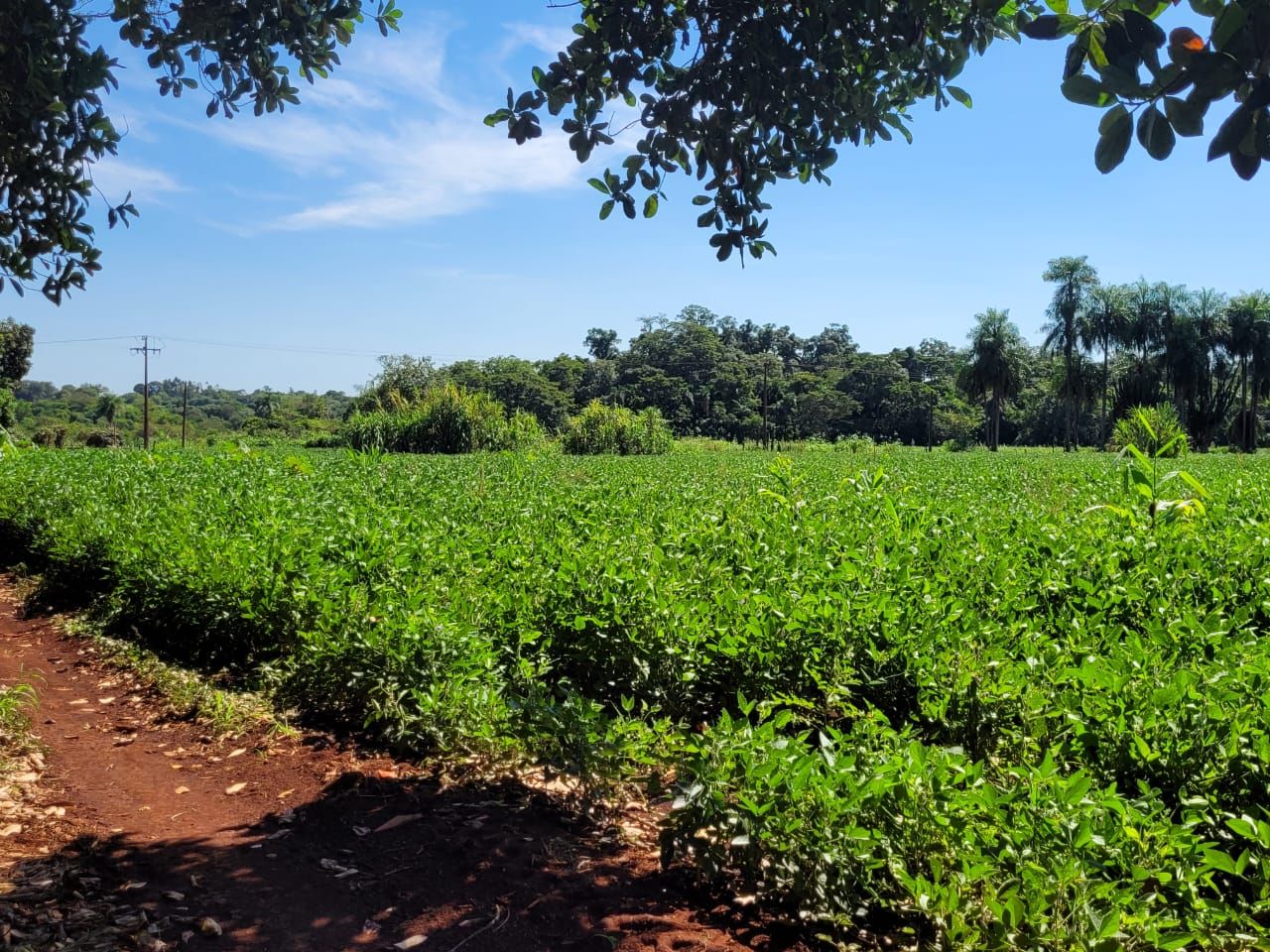 Rural no Parte Chácara 161 em Dourados/MS — foto 4
