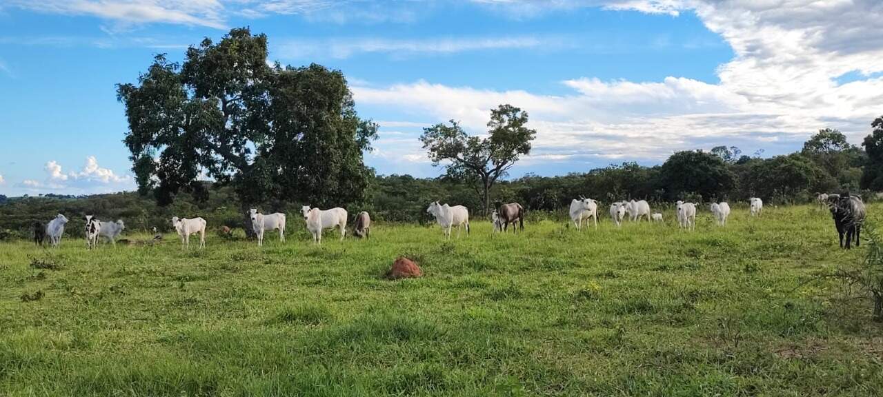 Rural no Zona Rural em Bonito/MS — foto 8