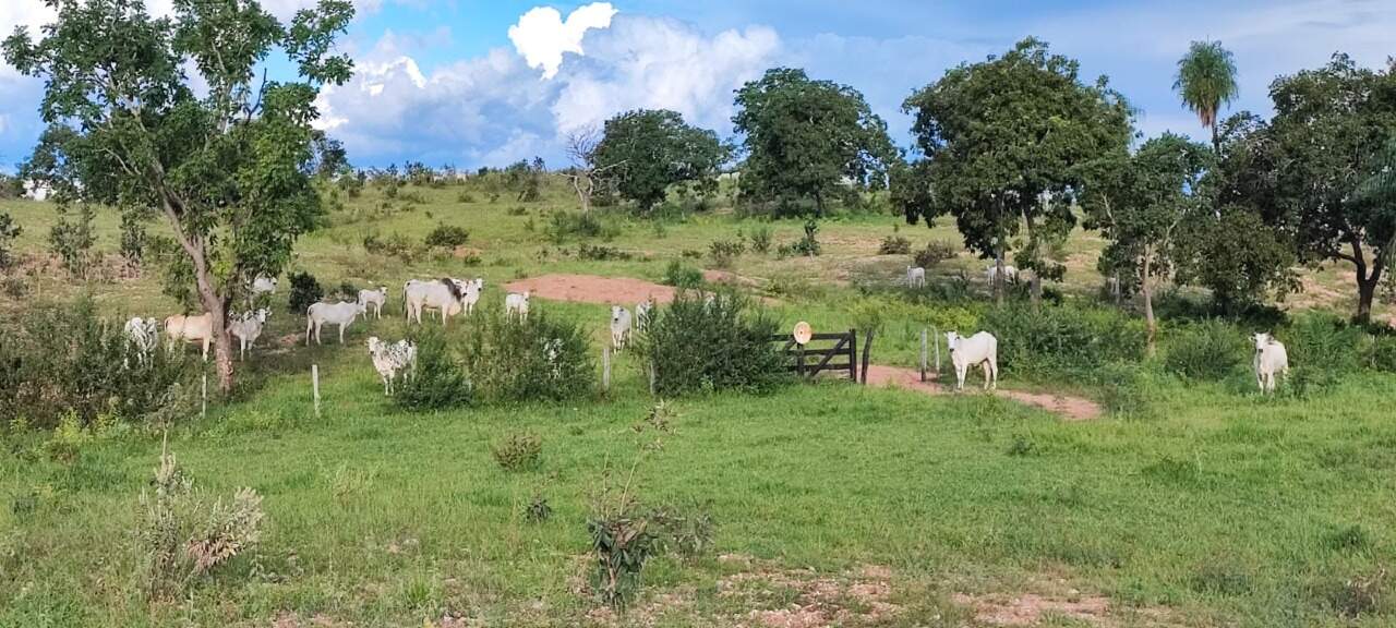 Rural no Zona Rural em Bonito/MS — foto 7