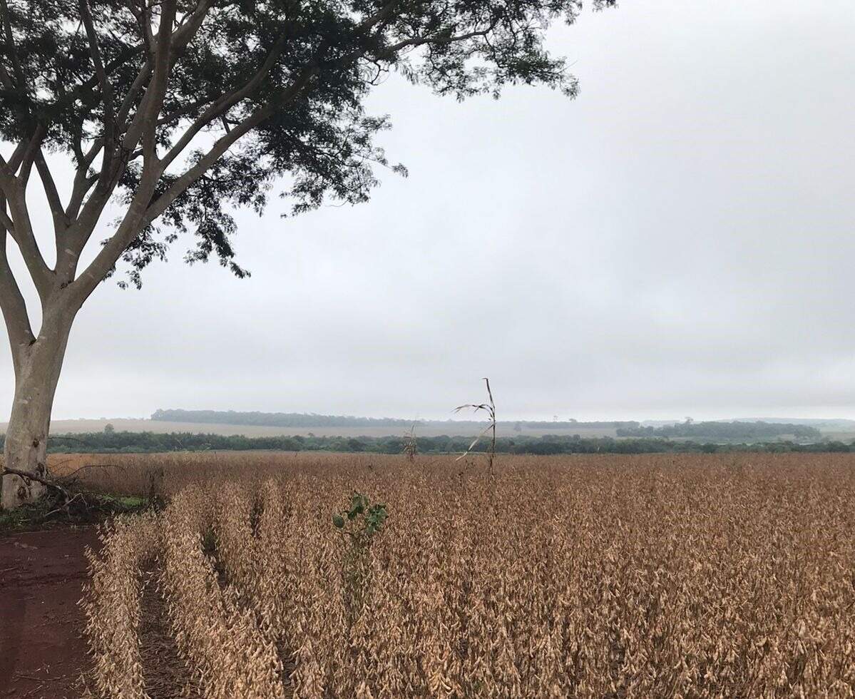 Rural no Zona Rural em Itaporã/MS — foto 7