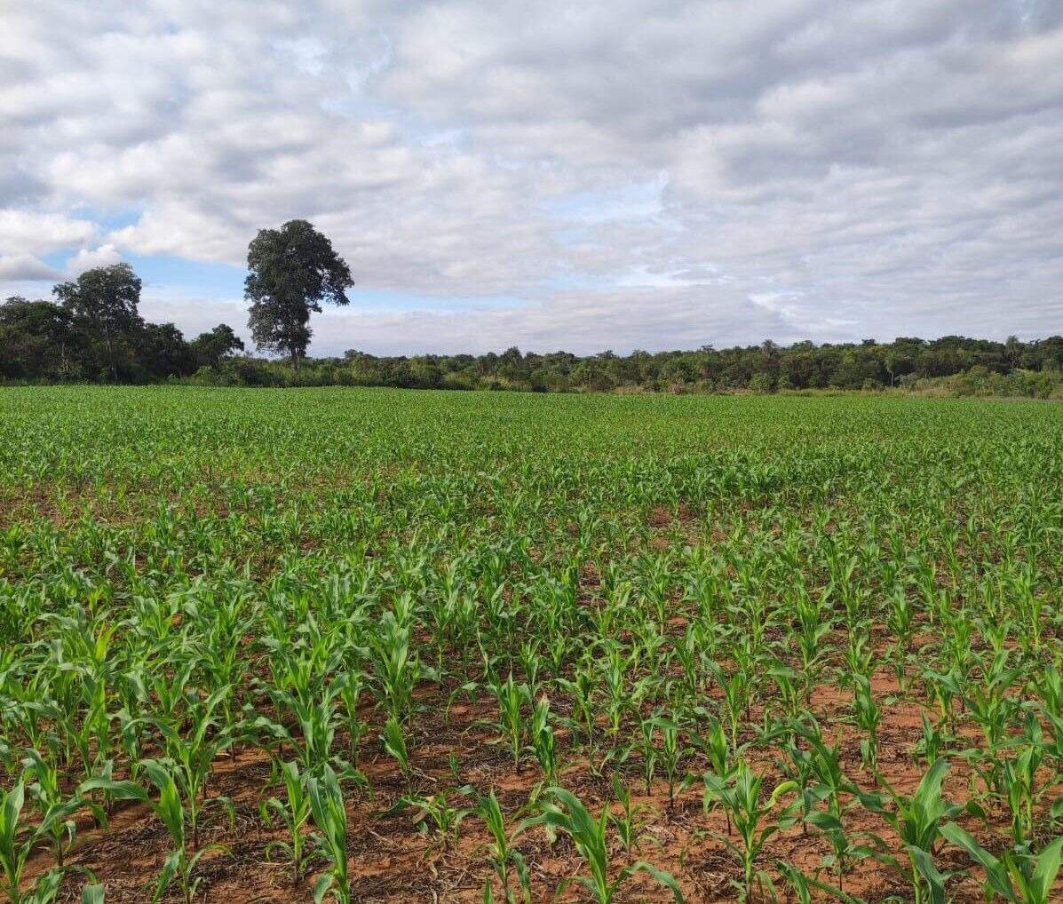 Rural no Zona Rural em Bela Vista/MS — foto 4