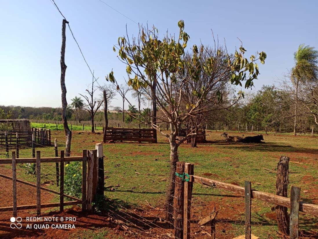 Rural no Zona Rural em Dourados/MS — foto 5